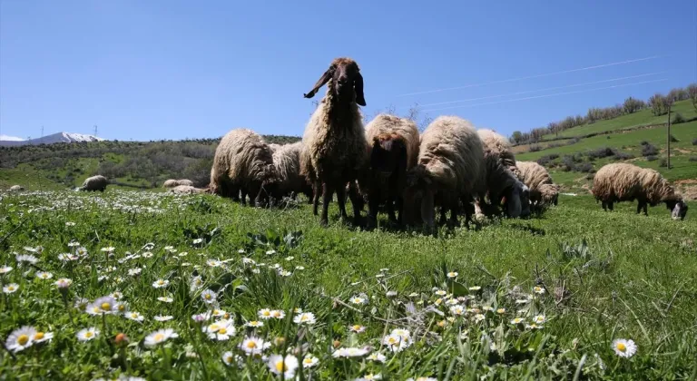 Bitlis'te besiciler hayvanlarını meralara çıkarmaya başladı