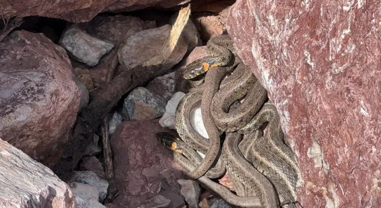 Hakkari'de sürü halindeki yılanlar görenleri şaşırtıyor